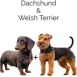 Welsh Doxie Dog